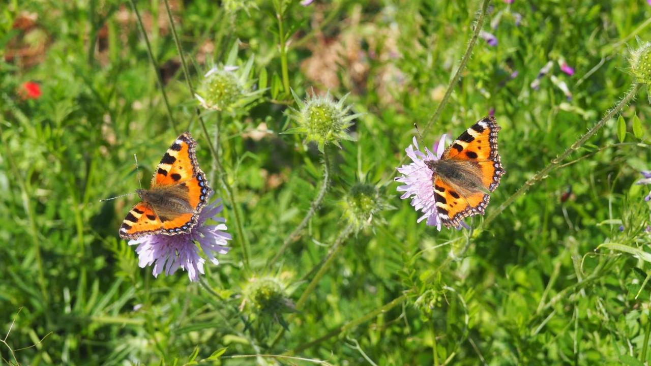 Urlaub Im Naturgarten Apartment Bergneustadt Ngoại thất bức ảnh